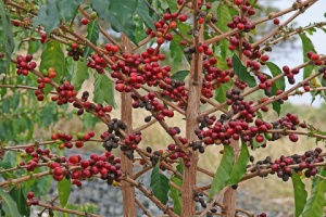 Пути распространения кофейного дерева