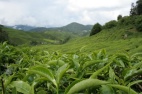 Использование чая в лекарственных целях и зелёный чай как средство от аллергии
